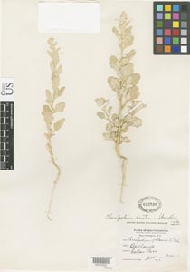 Herbarium Sheet of 